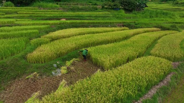Cinematic drone shot of traditional agriculture in Vietnam, showing Asian farmers cutting rice in the field. Captures the authentic hard-working rural lifestyle and harvest landscape.
