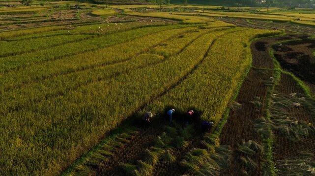 Cinematic drone shot of traditional Vietnamese agriculture farmers cutting rice by hand. Captures the authentic hard-working rural lifestyle and culture in countryside of Vietnam.
