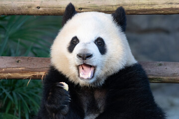 Close up Cute Panda, Yu Ai, Eating Apple , Chongqing © foreverhappy