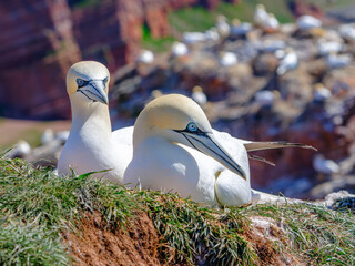 Ein Paar Basstölpel beim Brüten im April in einer Kolonie auf Helgoland © Thomas Hut