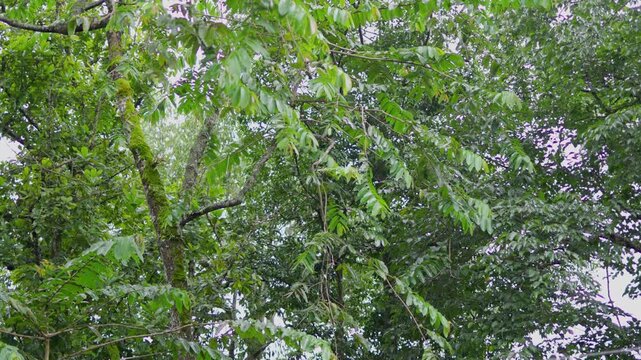 Forest of trees, beautiful heavy rain