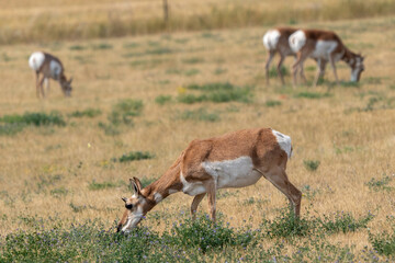 Pronghorn antelope grazes in open grassland. Several animals roam near yellow-green vegetation. Natural daylight highlights earthy tones and soft contours. Animals bend low, feeding from sparse © kmlPhoto