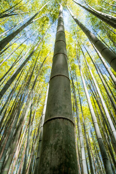 Vista desde abajo de los bambus del bosque de arashiyama, en Kioto, Jap&oacute;n.