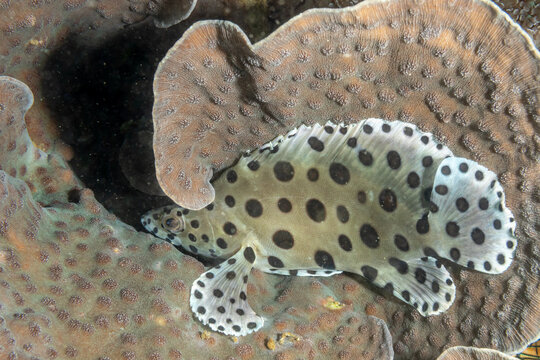 Indonesia, North Sulawesi, Lembeh, Humpback Grouper (Cromileptes altivelis), Barramundi Cod, Panther Grouper