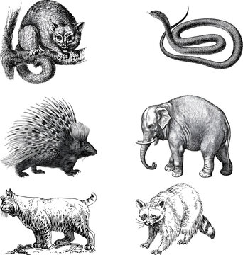 &nbsp;Hand-drawn vector illustration of nocturnal creatures
