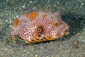Indonesia, North Sulawesi, Lembeh, Starry Pufferfish (Arothron stellatus), juvenile © Luigi