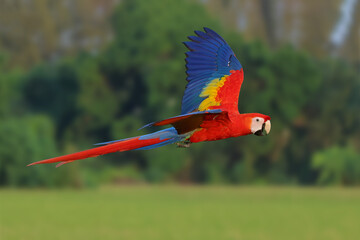 A beautiful scarlet macaw is flying over the green rice fields in the evening. © Passakorn