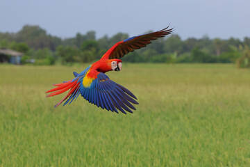A beautiful scarlet macaw is flying over the green rice fields in the evening. © Passakorn