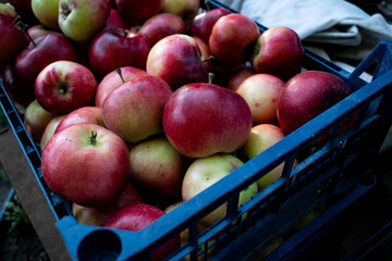 Top view of fresh red and yellow apples filling a crate, creating a colorful pattern of ripe seasonal fruit with natural texture and vibrant colors. © Anastasiia Nedvyha
