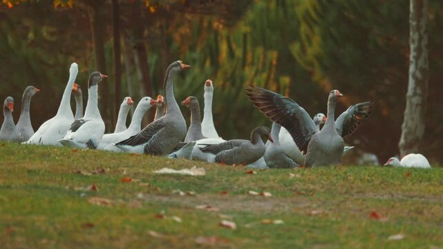 Geese gather in a park during early evening near trees and grass