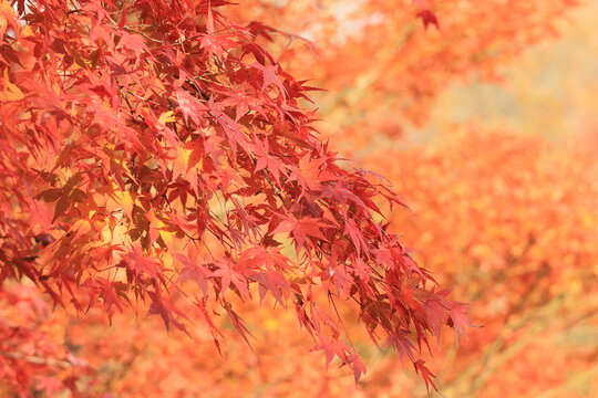 京都 美山にある大野ダムの紅葉