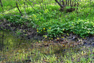 Fototapeta premium Marsh Marigolds Blooming in Muddy Woodland Stream