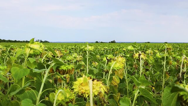 Sunflower field with tall green stems and yellow blooms swaying gently in the breeze, showcasing the vibrant growth and lush foliage under a clear sky