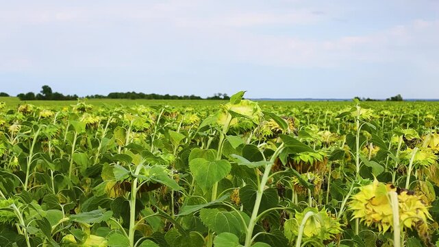 Sunflower field with tall green stems and yellow blooms swaying gently in the breeze, showcasing the vibrant growth and lush foliage under a clear sky