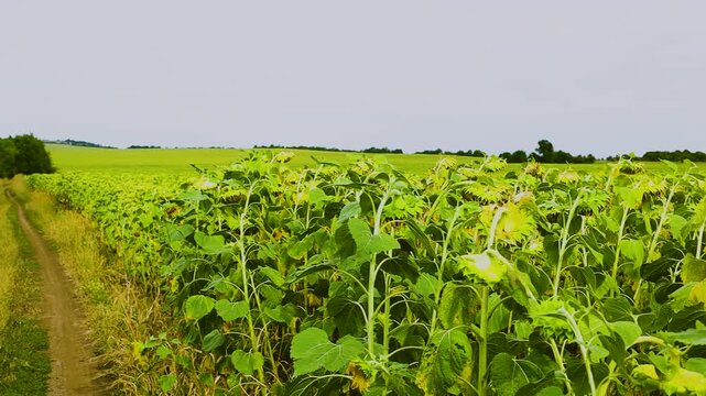 Sunflower field with tall green stems and yellow blooms swaying gently in the breeze, showcasing the vibrant growth and lush foliage under a clear sky