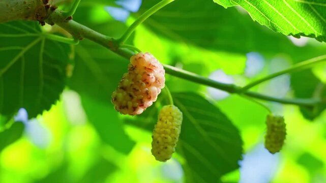 White mulberry fruits hanging on a branch with green leaves in