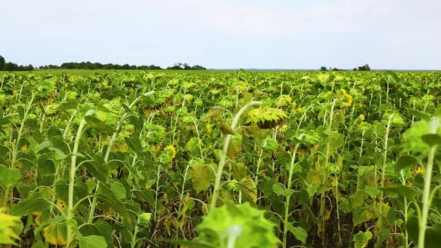 Sunflower field with tall green stems and yellow blooms swaying gently in the breeze, showcasing the vibrant growth and lush foliage under a clear sky