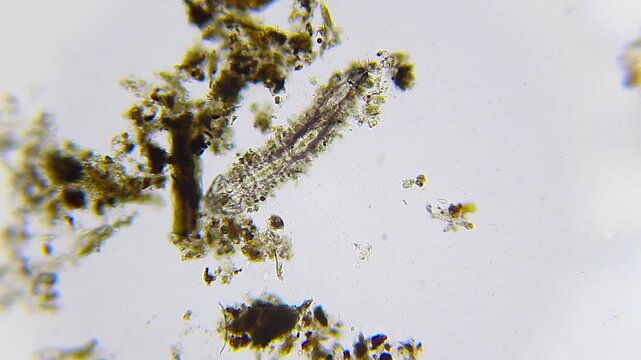 Microscopic blackfly larva or midge larva wriggling near organic detritus under 100x brightfield microscopy 4K