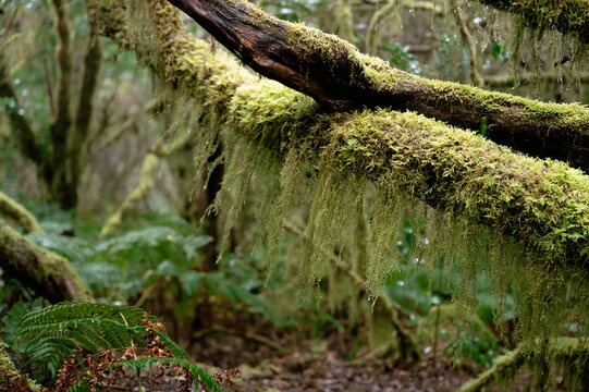 Moss hangs in a thick beard from a laurel branch in the constantly humid air of the Anaga forest. Horizontal precipitation made visible for climate and water cycle content.