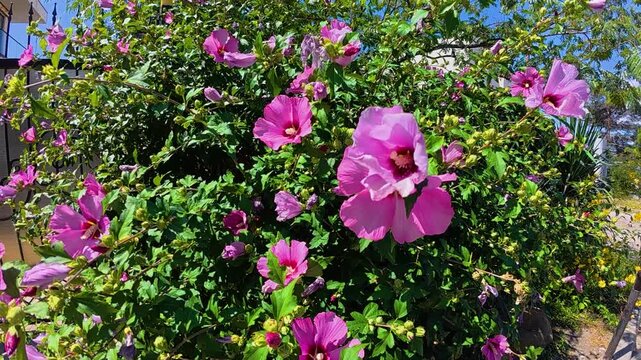 Vibrant pink hibiscus flowers swaying gently among green leaves in bright sunlight, with blue sky and branching trees in a lush outdoor garden