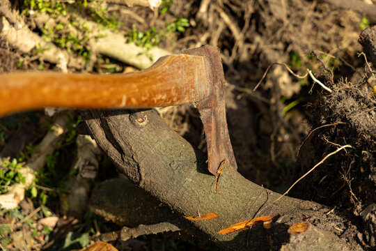 Wooden handled axe lodged in a fallen tree during firewood harvesting
