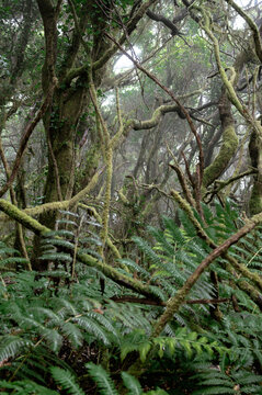 Ferns crowd the understory beneath moss covered laurel branches in the Anaga cloud forest. Layered growth like this is what a biodiversity hotspot actually looks like on the ground.