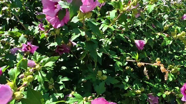 Vibrant pink hibiscus flowers swaying gently among green leaves in bright sunlight, with blue sky and branching trees in a lush outdoor garden