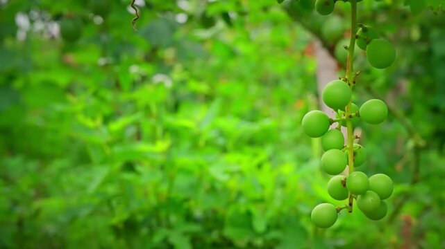 Fresh green passion fruit hanging on vine in a tropical garden