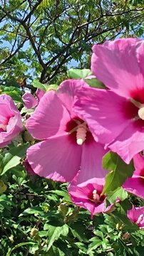 Vibrant pink hibiscus flowers swaying gently among green leaves in bright sunlight, with blue sky and branching trees in a lush outdoor garden
