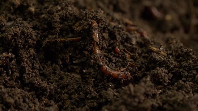 Earthworms Actively Burrowing Through Moist Compost Soil with Organic Debris