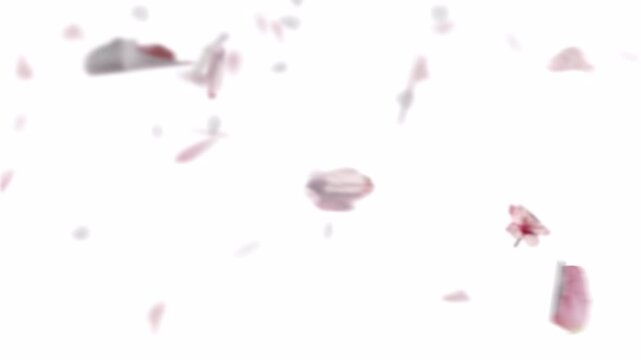 Romantic motion background featuring soft red and pink rose petals floating, falling, and blowing gently in the wind against a clean white background.