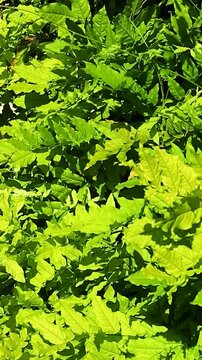 Lush green foliage of climbing plants covering a black metal fence, showcasing vibrant leaves in various shades of green under bright sunlight in a garden setting