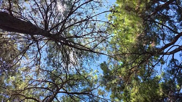 Sunlight shines through the canopy of tall pine trees, casting shadows and illuminating the clear blue sky in a peaceful forest environment