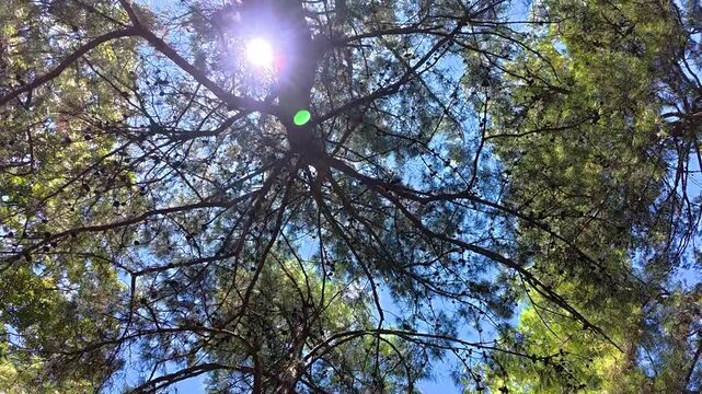 Sunlight shines through the canopy of tall pine trees, casting shadows and illuminating the clear blue sky in a peaceful forest environment