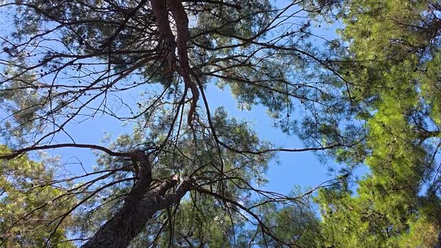 Sunlight shines through the canopy of tall pine trees, casting shadows and illuminating the clear blue sky in a peaceful forest environment