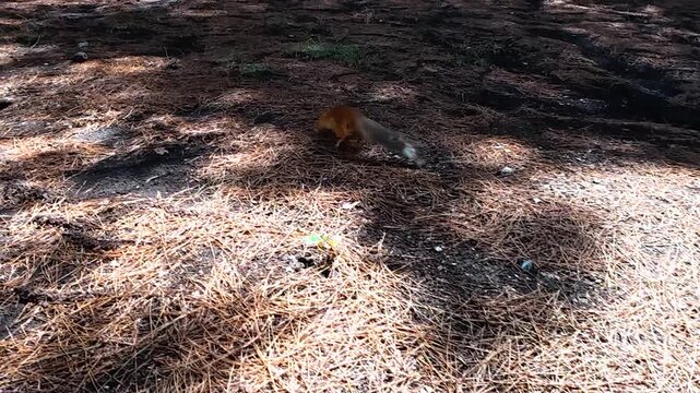 Red squirrel moving across a forest floor covered with pine needles, pausing to investigate the ground in a close wildlife view