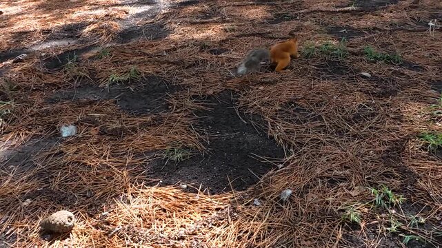 Red squirrel moving across a forest floor covered with pine needles, pausing to investigate the ground in a close wildlife view
