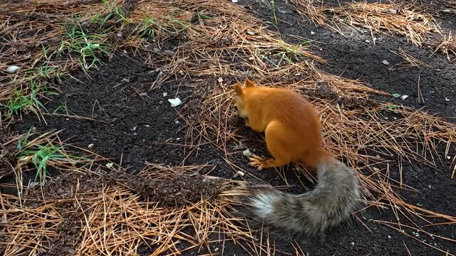 Red squirrel moving across a forest floor covered with pine needles, pausing to investigate the ground in a close wildlife view