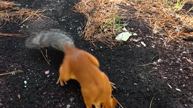 Red squirrel moves across a pine needle covered forest floor, briefly lowering its head before continuing through patches of sunlight and shadow