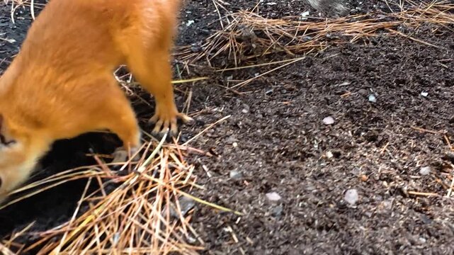 Red squirrel moving across a forest floor covered with pine needles, pausing to investigate the ground in a close wildlife view