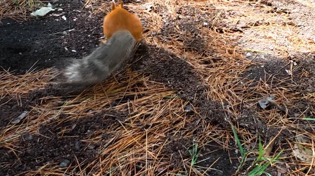 Red squirrel moves across a pine needle covered forest floor, briefly lowering its head before continuing through patches of sunlight and shadow