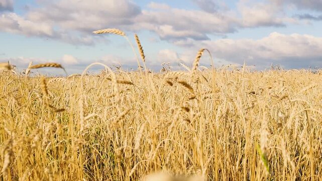 Golden grain field swaying gently in the breeze beneath dramatic clouds, with rolling hills and distant mountains on the horizon in a rural countryside landscape