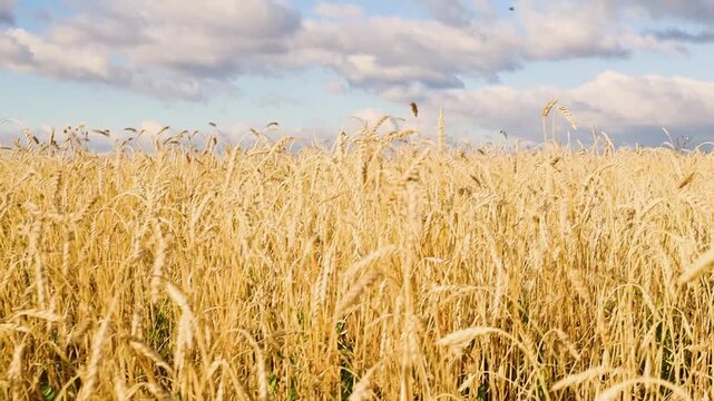 Golden grain field swaying gently in the breeze beneath dramatic clouds, with rolling hills and distant mountains on the horizon in a rural countryside landscape