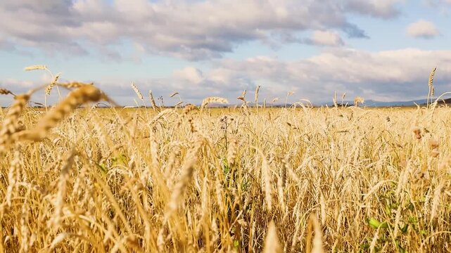 Golden grain field swaying gently in the breeze beneath dramatic clouds, with rolling hills and distant mountains on the horizon in a rural countryside landscape