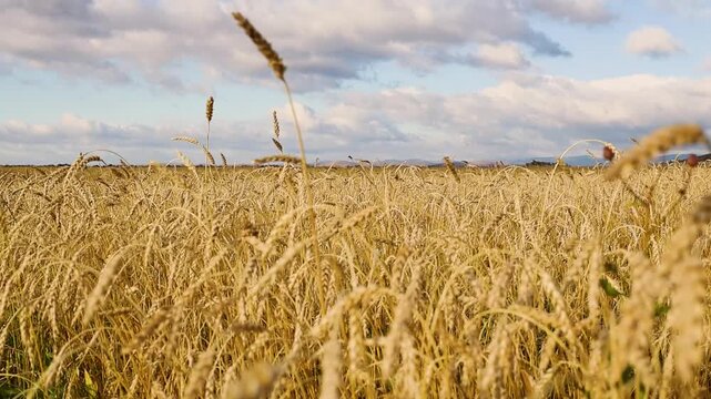 Golden grain field swaying gently in the breeze beneath dramatic clouds, with rolling hills and distant mountains on the horizon in a rural countryside landscape