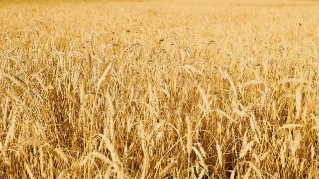 Golden grain field swaying gently in the breeze beneath dramatic clouds, with rolling hills and distant mountains on the horizon in a rural countryside landscape