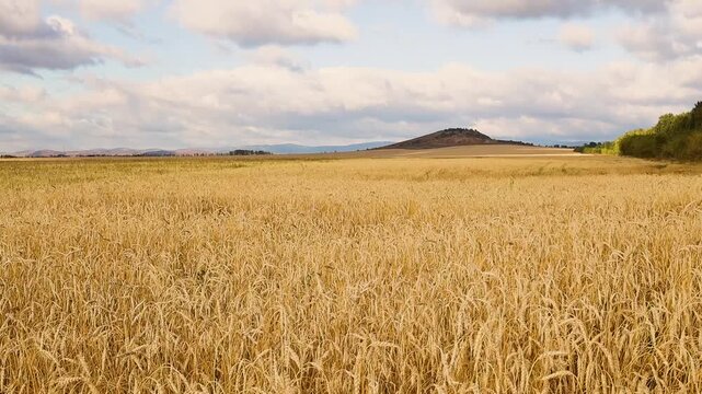 Golden grain field stretching toward a low hill beneath moving clouds and warm sunlight in a broad rural agricultural landscape