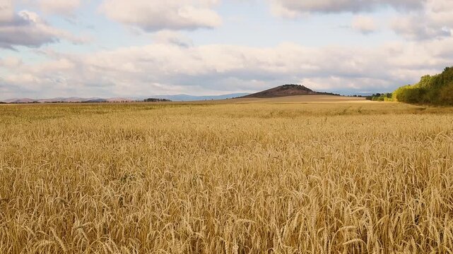 Golden wheat field stretching toward rolling hills beneath dramatic clouds in a peaceful rural landscape during warm summer light