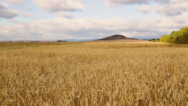 Golden wheat field stretching toward rolling hills beneath dramatic clouds in a peaceful rural landscape during warm summer light