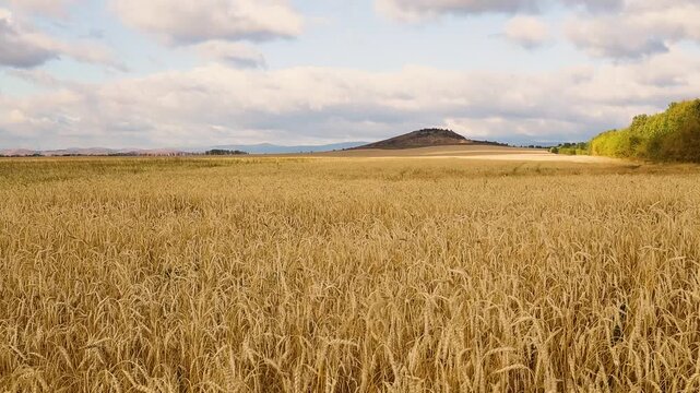 Golden grain field stretching toward a low hill beneath moving clouds and warm sunlight in a broad rural agricultural landscape